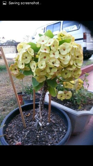 Yellow Crown Of Thorns Crown Of Thorns Thorns Plants