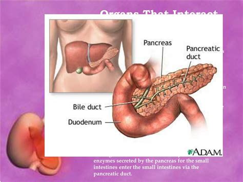 Ppt The Pancreas Powerpoint Presentation Free Download Id6906735