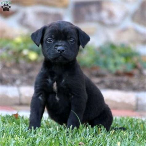 English Mastador Puppies for Sale | Greenfield Puppies