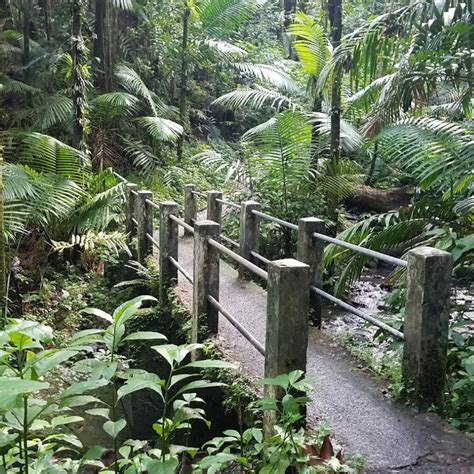 El Yunque Rainforest Tour – Aquazul Tours