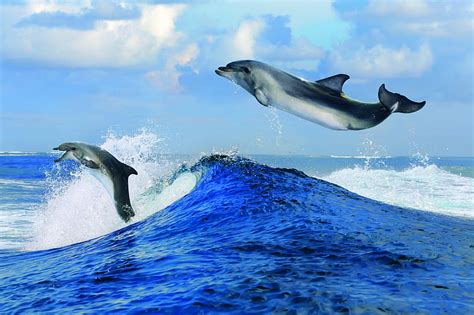 Playful Dolphins Pretty Blue Sea Playful Bonito Adorable Clouds