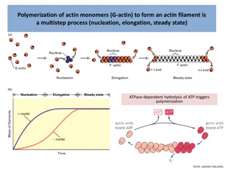 Fiszki: ECM | Quizlet 