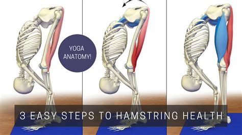 Yoga Anatomy 3 Easy Steps To Hamstring Health Yogauonline