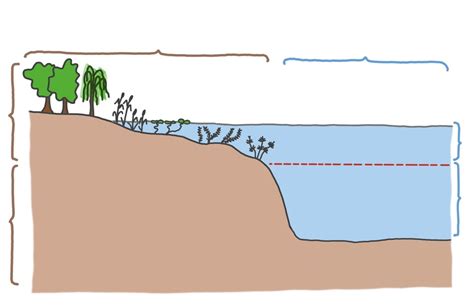 Gliederung Des Kosystem See Diagram Quizlet