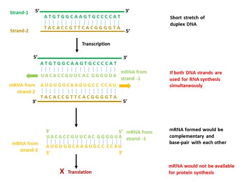 Common Misconceptions In Biology Making Sense Of The Sense And