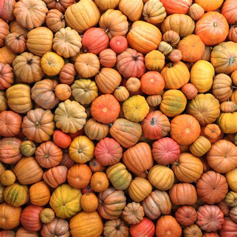 Coloridas Variedades De Calabazas Fondo De Degradado De Color Imagen