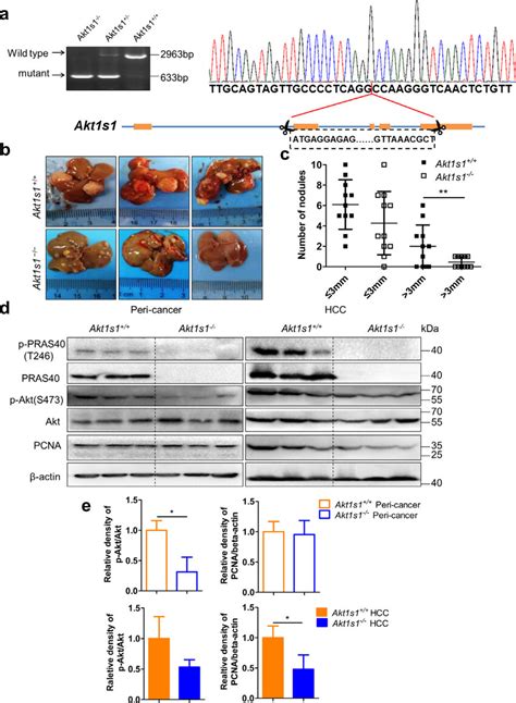 Hcc Formation In Akt1s1 And Akt1s1 À À Mice A Genotyping Results Download Scientific