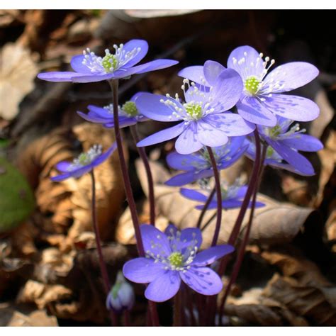 Hepatica Nobilis Przylaszczka Pospolita