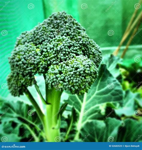 Close Up of a Brocolli Plant Stock Image - Image of healthy, brocolli
