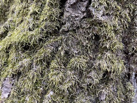 Moss Green Seedling - Free photo on Pixabay - Pixabay