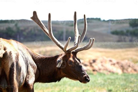 Elk Antlers Stock Photos, Images and Backgrounds for Free Download