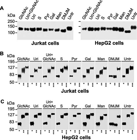 gp120 glycosylation is influenced by metabolic manipulations. Jurkat ... 