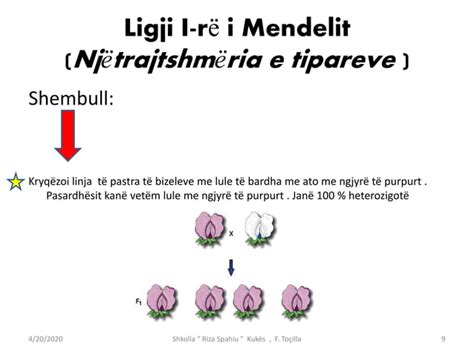 Ligjet E Mendelit PPT