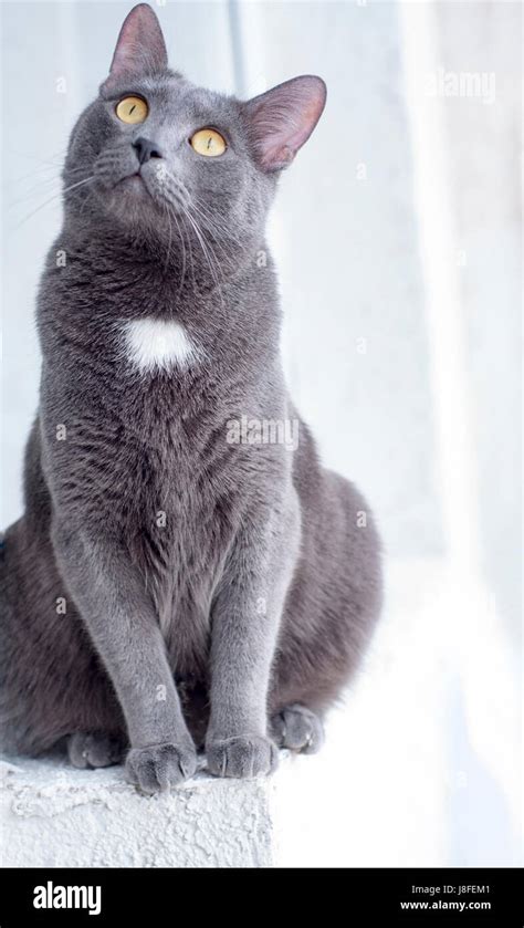 russian blue cat breed Stock Photo - Alamy