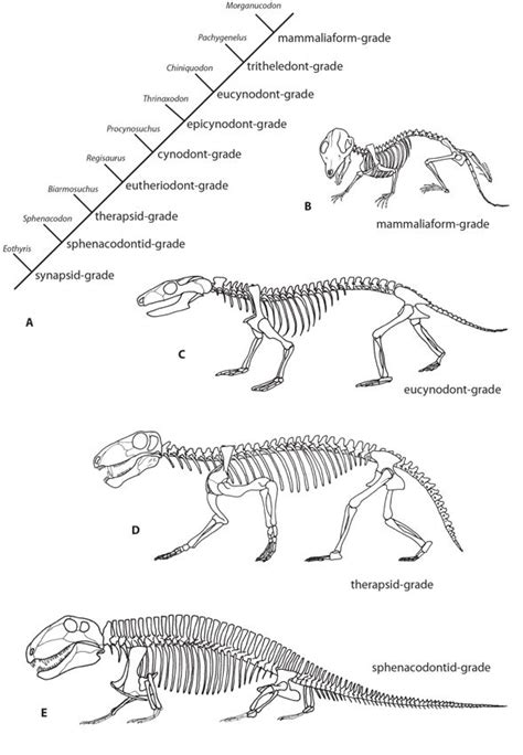 Mammals in the Age of Dinosaurs - Capeia