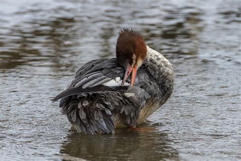 Grand Harle Oiseaux Canards Du Qu Bec