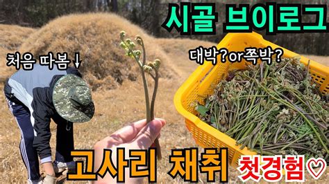 시골 브이로그 자연산 고사리 따기ㅣ초보농부 5도2촌 일상 시골집 산나물 채취 Youtube