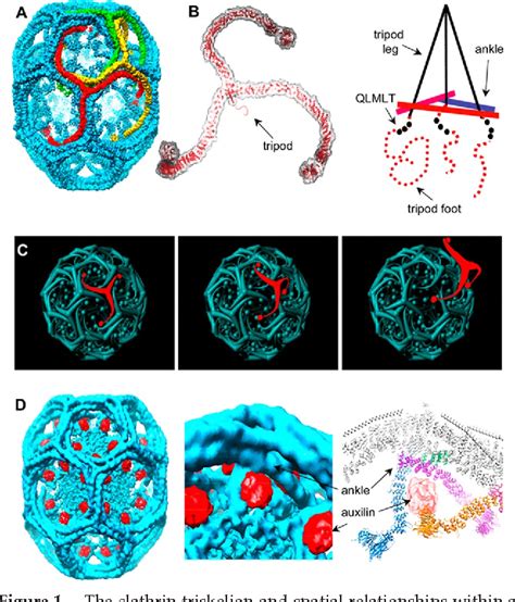 Figure From A Motif In The Clathrin Heavy Chain Required For The