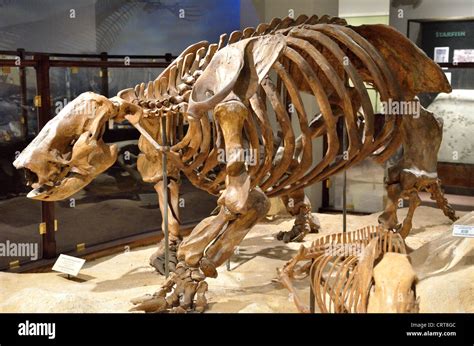 Fossil skeletonof a giant ground sloth (Paramylodon harlani). Pleistocene age Stock Photo - Alamy