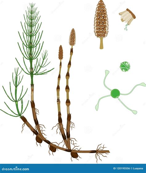 Horsetail Cartoons, Illustrations & Vector Stock Images - 693 Pictures