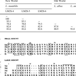 Ac Isolation Of 2S Albumins From Lupinus Mutabilis Sweet Andean