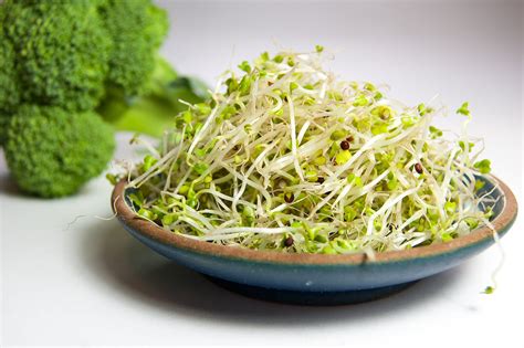 broccoli sprouts  frank mauricio blog