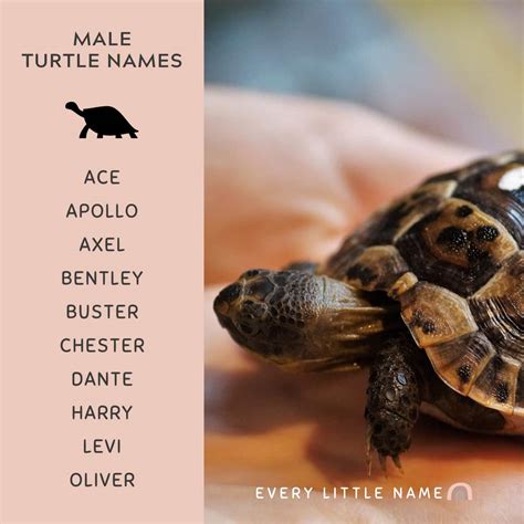 Best Turtle Names Cute Funny And Turtle Ly Awesome Every