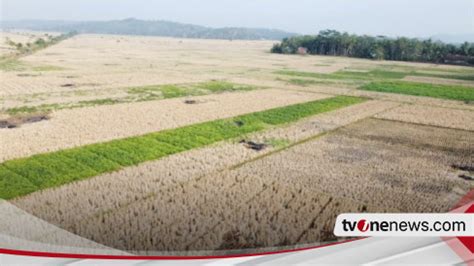 Dampak El Nino Ratusan Lahan Pertanian Di Ciamis Gagal Panen Petani