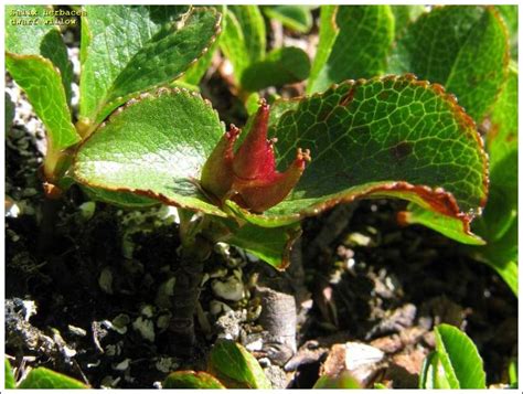 Dwarf Willow 17221 English Common Name Salix Herbacea