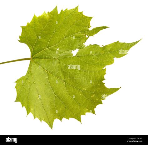 Grape leaves on the vine. Isolated on white Stock Photo - Alamy