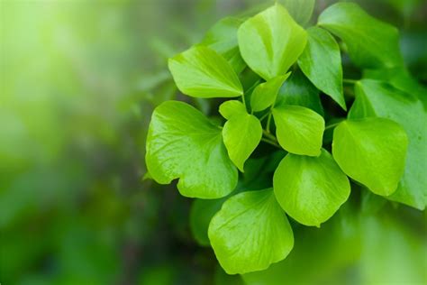 Ginkgo biloba: Maidenhair Tree Plant Profile | Ultimate Backyard