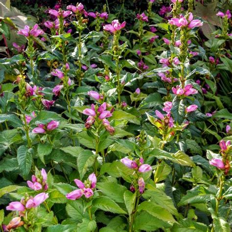 Hot Lips Turtlehead Chelone Lyonii Hot Lips Vibrant Pink Blooms