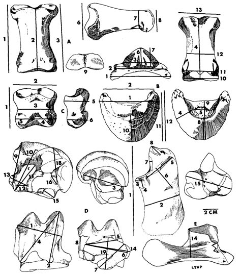 -Definitions of measurements. A, phalanx I (22-702); B, phalanx III... | Download Scientific Diagram