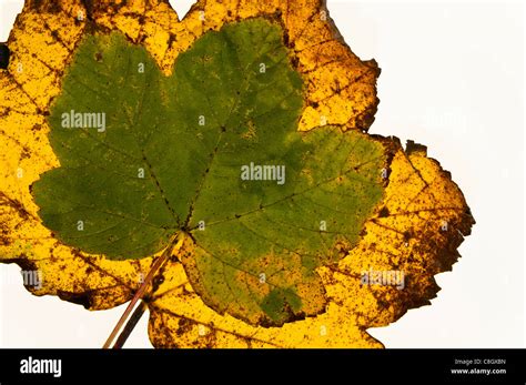 Hojas De Sicomoro Aisladas Fotograf As E Im Genes De Alta Resoluci N