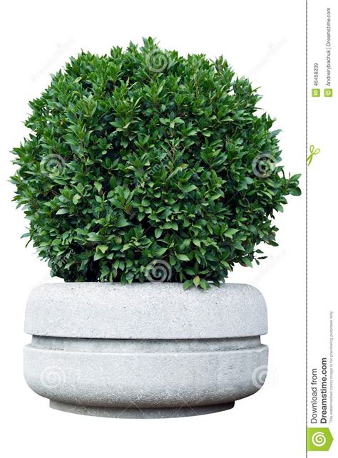 Ornamental Shrub In A Pot Stock Image Image Of Isolated 46458209