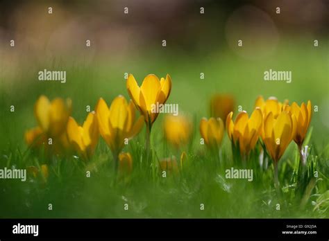 Dutch Yellow Crocus Crocus Flavus Stock Photo Alamy