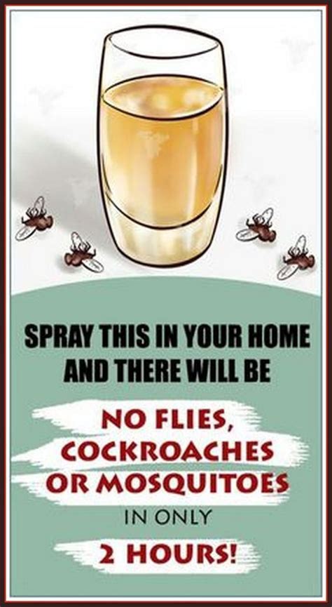 Spray This In Your Home And There Will Be No Flies Mosquito How To