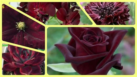 208 Amazing 40 Varieties Of Burgundy Flowers Youtube