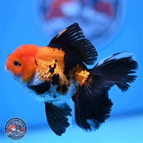 guide to goldfish vomiting cheap 7