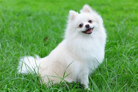 White Pomeranian: Facts, Origin & History (With Pictures) – Dogster