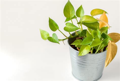 Pothos Yellow Leaves – What Your Pothos is Trying to Tell You