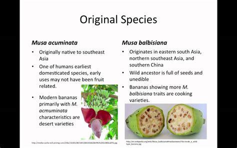 Origin And Domestication Of The Banana Youtube