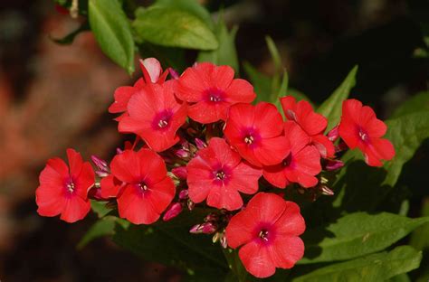 15 Types Of Phlox Perfect For Your Garden