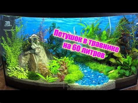 Обзор аквариума 60 литров | Петушок в общем аквариуме - YouTube