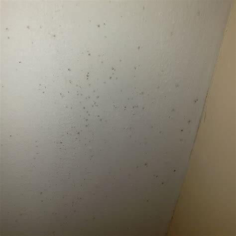 What Causes Mold On Bedroom Ceiling At Joyce Christenson Blog