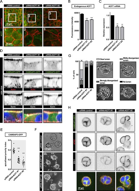 Figure 3 From Control Of Apicobasal Epithelial Polarity By The Microtubule Minus End Binding