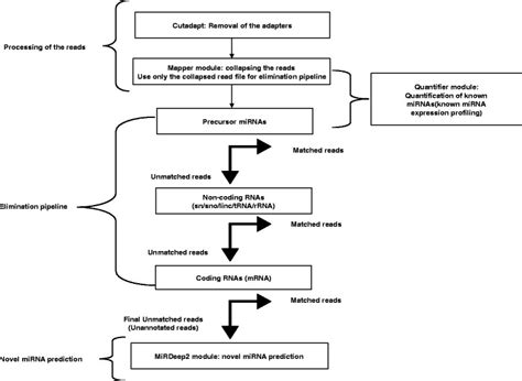 Flowchart Depicting The Workflow For Known Mirna Profiling And Novel