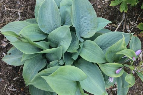 Hosta Fragrant Blue Ballyrobert Gardens