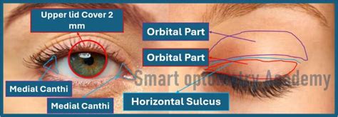 Anatomy Of Eyelids 7 Layers Of Eyelids You Need To Know Smart