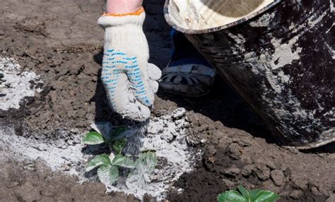 Pourquoi Et Comment Utiliser De La Cendre Pour Son Jardin